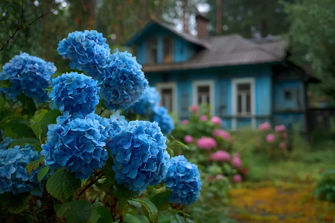 Как подготовить гортензии к зиме: правила обрезки и укрытия для каждого вида