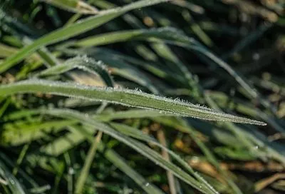 Заморозки до -3 градусов вернутся в Краснодарский край ближайшей ночью