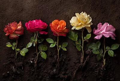 Осенью — сажаем, весной — любуемся: как укоренить розу даже без теплицы