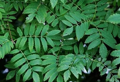 Индийская сказка: открыла для себя масло нима и теперь использую его и для масок, и для сада