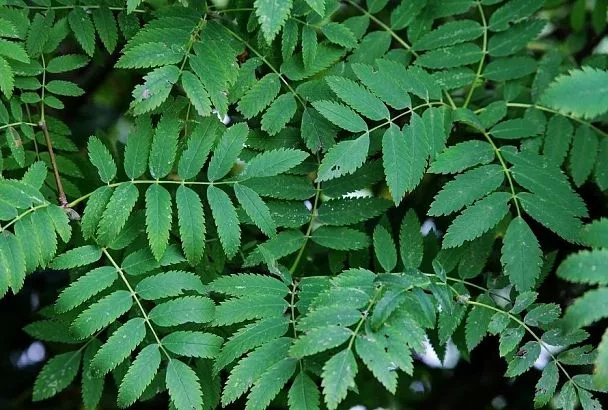 Индийская сказка: открыла для себя масло нима и теперь использую его и для масок, и для сада