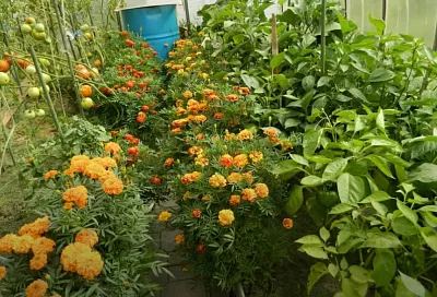 Перец и помидоры на рассаду сажаю только с этими цветами-защитниками: секрет урожая 2025