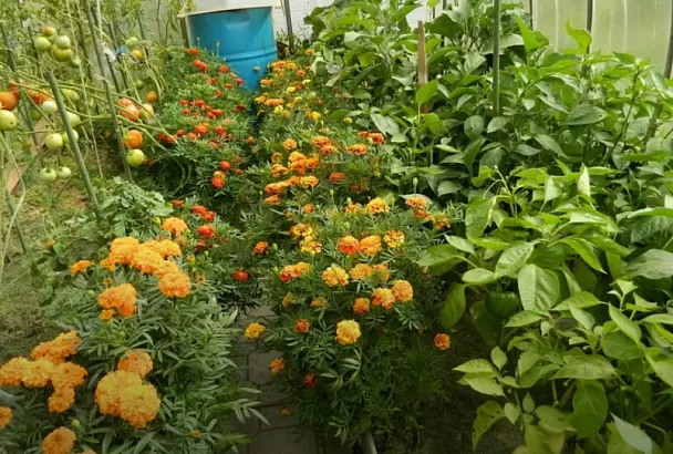 Перец и помидоры на рассаду сажаю только с этими цветами-защитниками: секрет урожая 2025