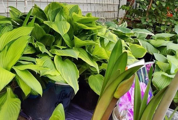 Посадил многолетники раз — и на 25 лет: ТОП-3 сорта хосты подорожниковой и где купить