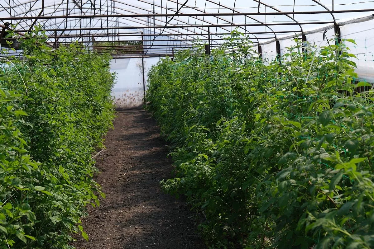 В планах моревского хозяйства – увеличение площадей тепличного комплекса, а также расширение ассортимента: кроме малины, здесь решили выращивать ежевику и несколько сортов смородины.