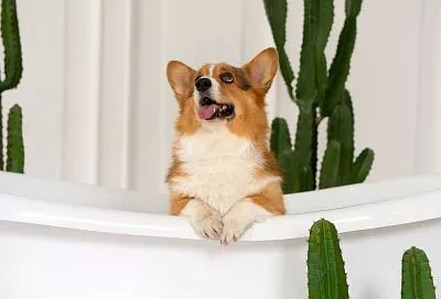 Лизинг жилья: альтернатива ипотеке или рискованная авантюра