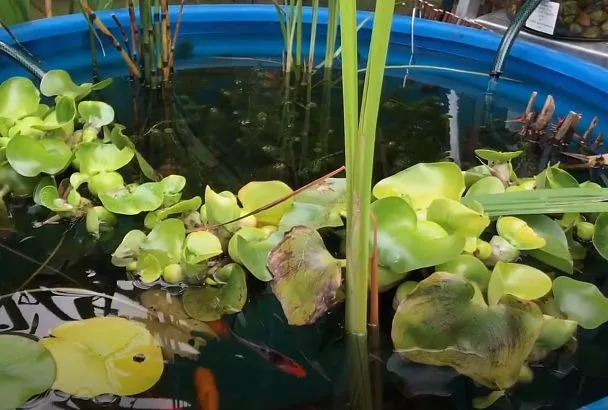 Не весенний сад, а мечта: мини-пруд на участке за 7 шагов — тренд ландшафтного дизайна