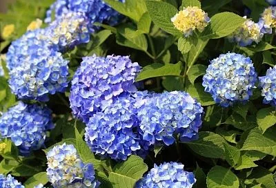 Невымирающий вид: надо ли укрывать на зиму гортензии