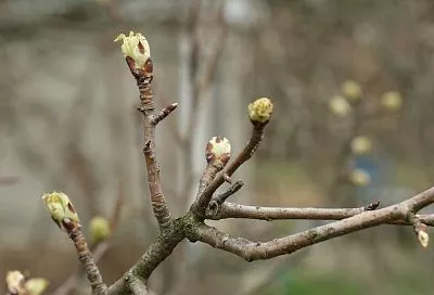 Синоптики описали типичную для Кубани погоду марта 
