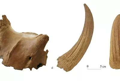 Кости вымершего крупного быка найдены в пещере Крыма