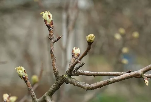 Синоптики описали типичную для Кубани погоду марта 