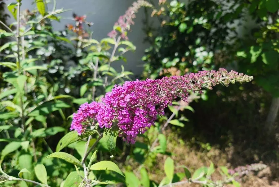 5 ошибок, из-за которых ваша буддлея плохо цветет: исправьте это немедленно