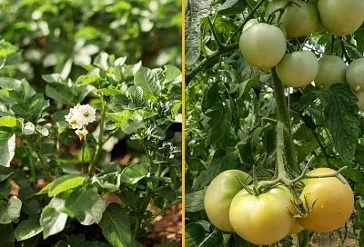 В одном семействе не уживаются: сажать картофель рядом с томатами – большая ошибка