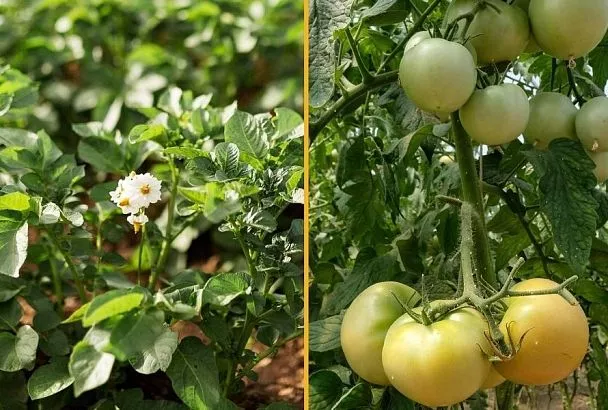 В одном семействе не уживаются: сажать картофель рядом с томатами – большая ошибка