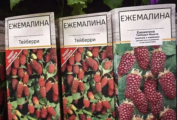 Посадить ежемалину: у этой уникальной ягоды масса замечательных свойств