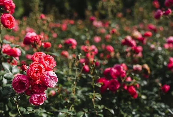 Розы раскроются для вашей улыбки