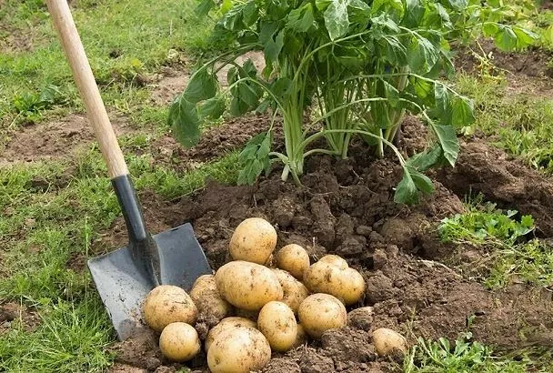 "Колорадский жук" панически избегает этого: после обработки картофеля в пропорции 1:10 он стремительно исчезает