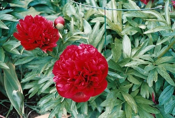 Так пионы цветут в 2 раза дольше: Секретная подкормка в начале бутонизации