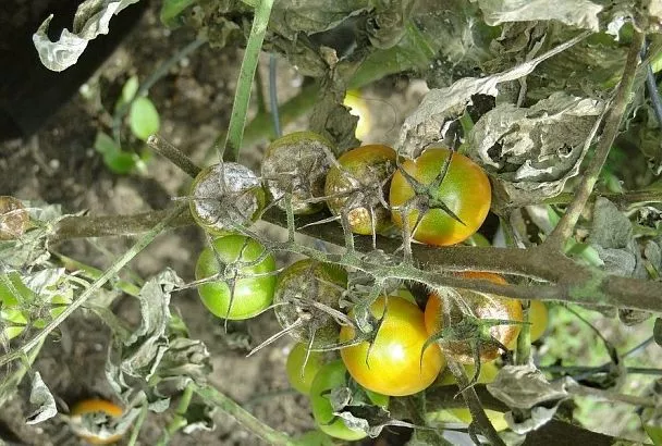 Пощады не будет: при каких болезнях растения на участке надо безжалостно уничтожать, чтобы они не заразили другие