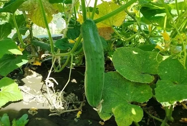 Мраморность листьев огурцов: причины, опасность и методы борьбы