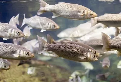 Российские ученые предложили использовать ферменты рыб для мониторинга загрязнения пресноводных водоемов