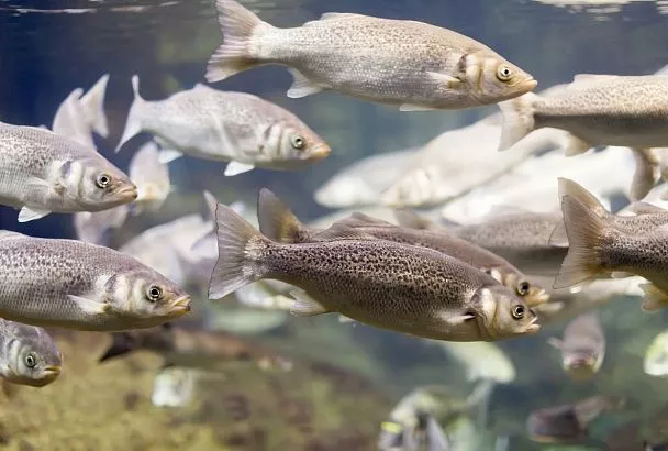 Российские ученые предложили использовать ферменты рыб для мониторинга загрязнения пресноводных водоемов