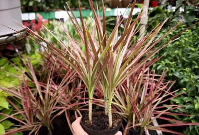 Драцена без «лысого» ствола: пересадка, размножение и омоложение круглый год