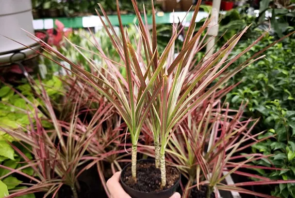 Драцена без «лысого» ствола: пересадка, размножение и омоложение круглый год