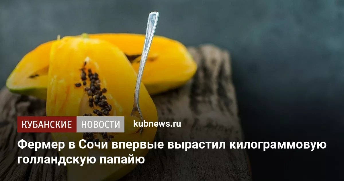 Фермер в Сочи впервые вырастил килограммовую голландскую папайю
