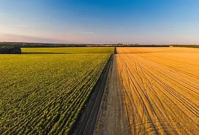 Привитая рассада набирает популярность у кубанских аграриев