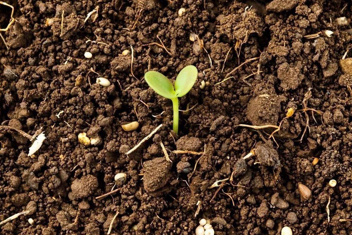 Почему покупной грунт может быть вреден для рассады: правда, которую скрывают производители