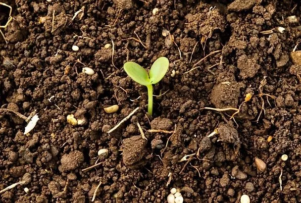 Почему покупной грунт может быть вреден для рассады: правда, которую скрывают производители