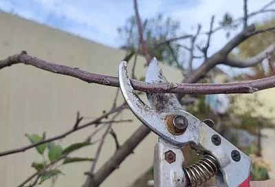 Отложи секатор до весны: чем грозит вашему саду слишком поздняя обрезка