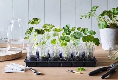 Как быстро укоренить герань в воде с «Корневином»: пять шагов без затрат