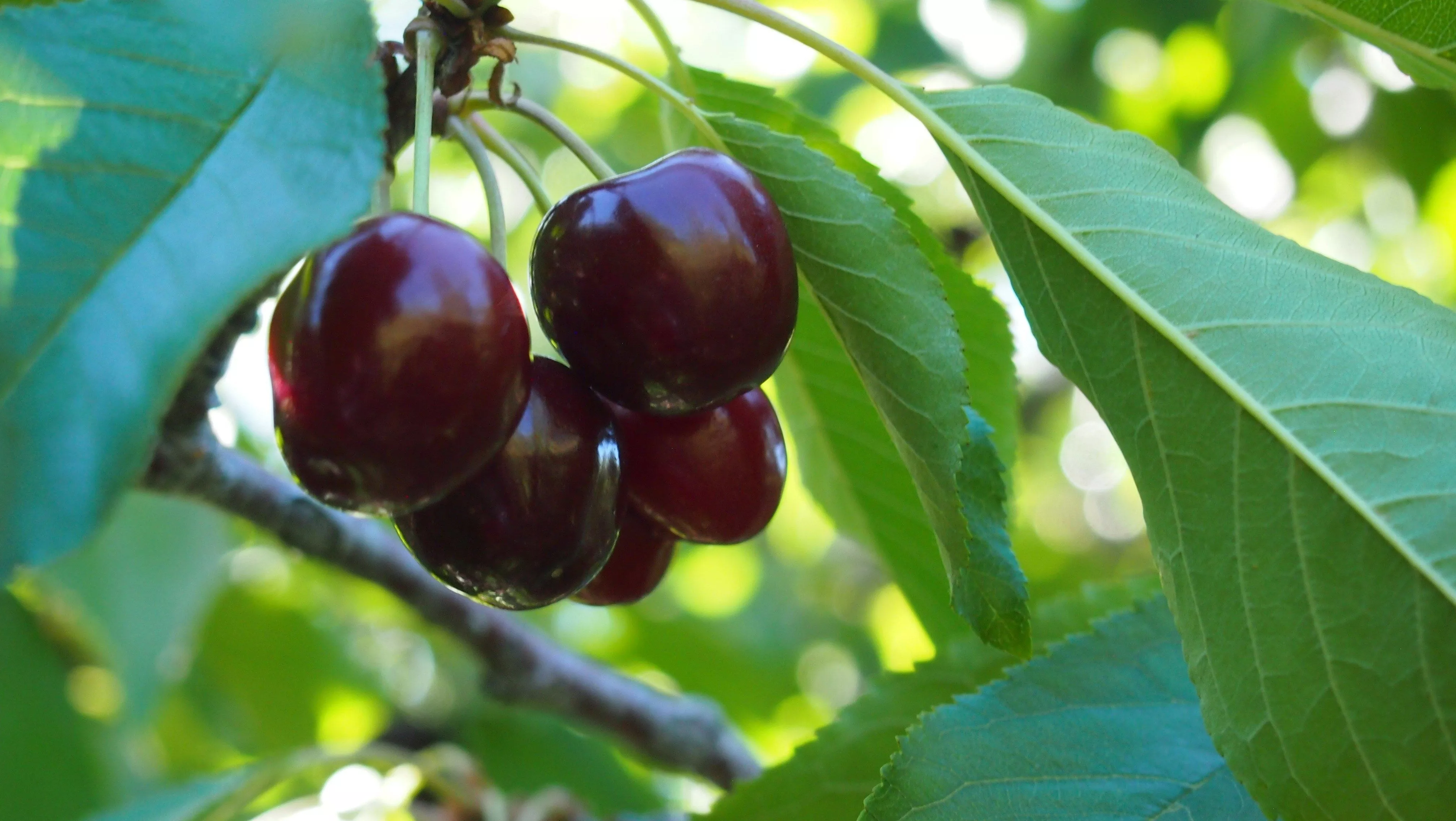 Наливная сладкая черешня завалит урожаем уже в июне – 4 правила ухода с 1 апреля