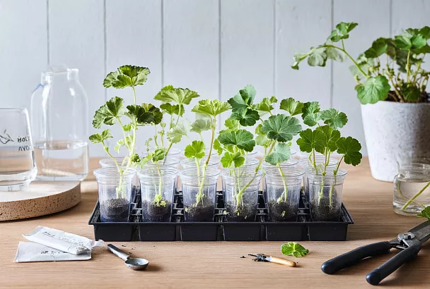 Как быстро укоренить герань в воде с «Корневином»: пять шагов без затрат