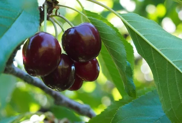 Наливная сладкая черешня завалит урожаем уже в июне – 4 правила ухода с 1 апреля