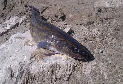 Налим: что за хитрюга такая, за что его уважают рыбаки, ценят гурманы и любят завсегдатаи богатых пиршеств и скромных застолий