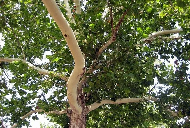 Карантин по платановой кружевнице в Анапе: как спасти деревья от вредителя до конца августа