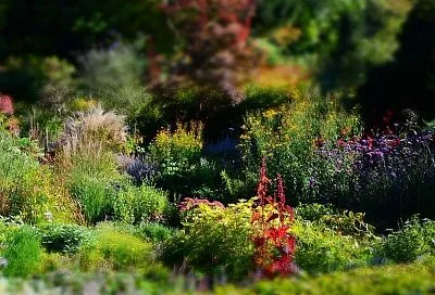 Многолетники-неубивайки — ТОП-7 цветов для ленивых садоводов (карта климатических зон)