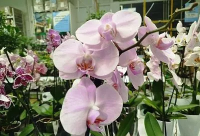 Неполное погружение: как правильно поливать орхидею, не поливая