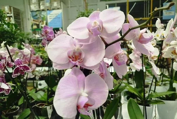 Неполное погружение: как правильно поливать орхидею, не поливая