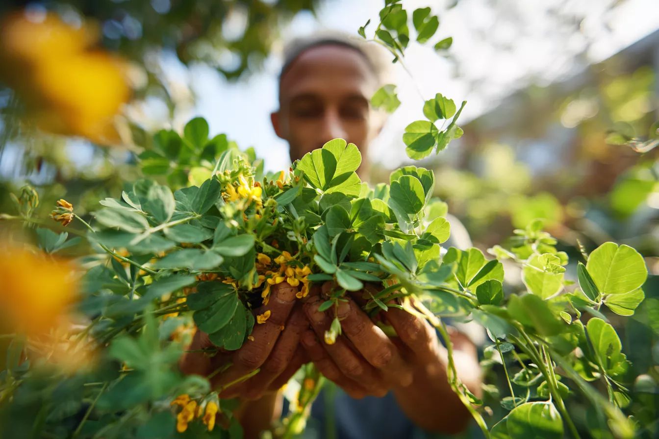 Пажитник, без которого фараоны не садились за стол
