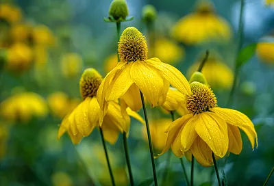 Экспресс-многолетники: пять цветов, которые зацветут в год посадки