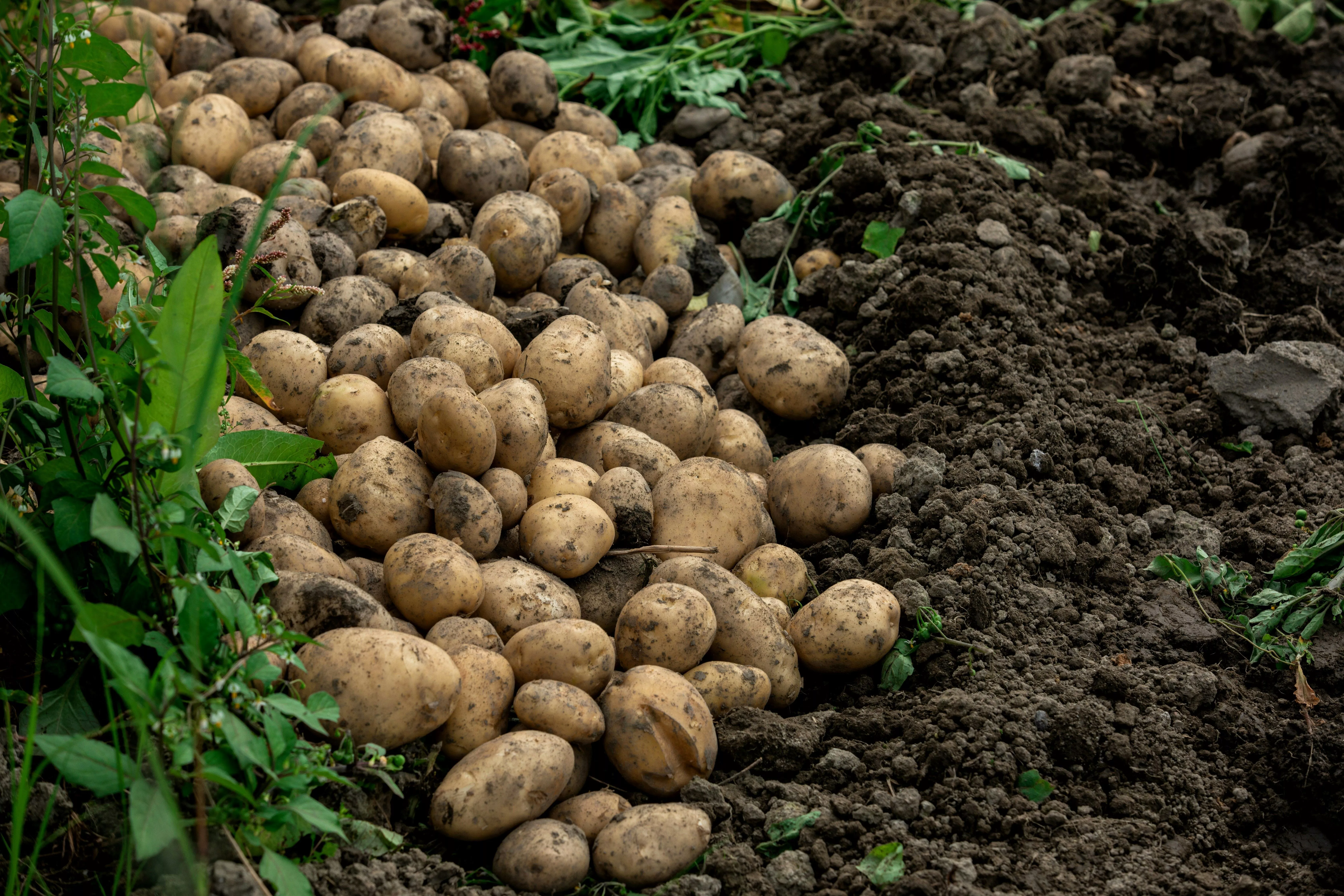 Положил в лунку при посадке картофеля 1 ингредиент – устал собирать ведрами урожай: хоть продавай