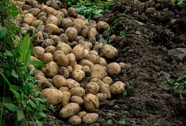 Положил в лунку при посадке картофеля 1 ингредиент – устал собирать ведрами урожай: хоть продавай