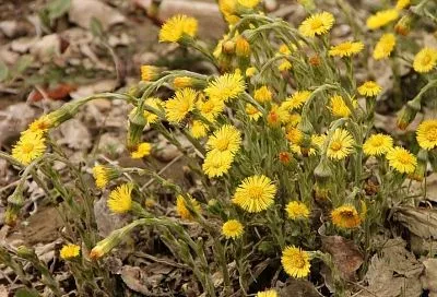 Мать-и-мачеха: защита от вредителей и залог плодородия почвы