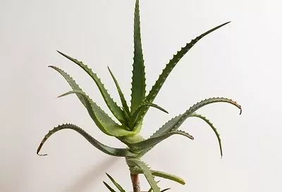 Столетник для любого дома