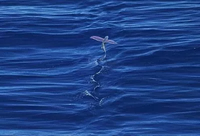 Летучая рыба: что за гостья такая, почему так необычна и почему ей поклонялись индейцы и пираты 