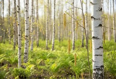 Как справиться с аллергией на березу: эффективные способы защиты